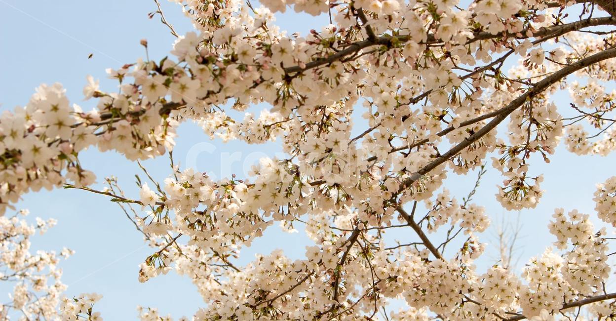 벚꽃,나무,벚나무,봄,꽃,blossom,flower,식물,plant,식물,자연,plants,nature,꽃,flower