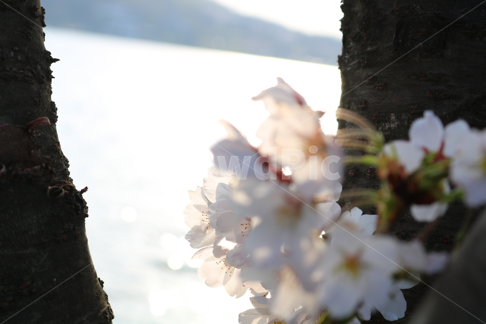 벚꽃,벚꽃나무,벚나무,꽃,나무,식물,장미과,봄,자연,흰꽃,봄,계절,spring,season,식물,자연,plants,nature,꽃,flower,plant