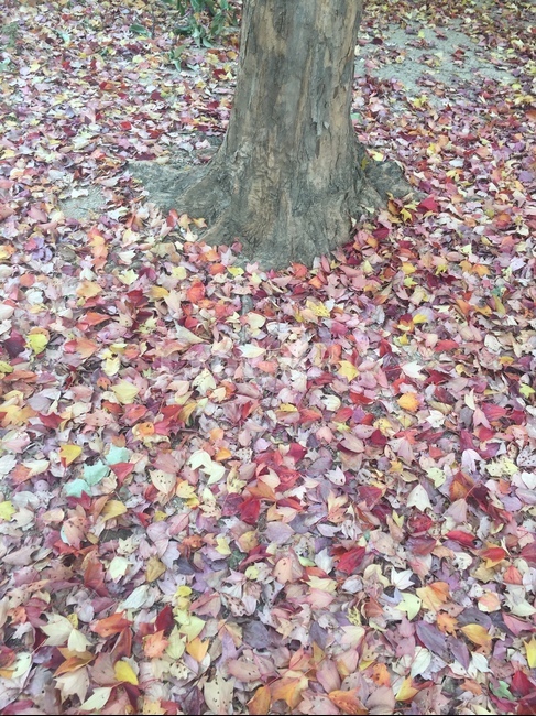 나무,자연,푸르름,산,공원