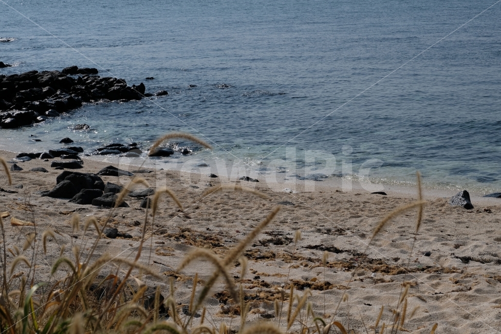 바다,강아지풀,모래,해변,산호해변,제주도바다,우도바다,해수욕장,현무암,돌,가을바다,가을풍경,풀,자연,풍경,nature,landscape,해변,바다,beach,sea,제주도,jeju,jeju island,ground,바닥,promontory,곶