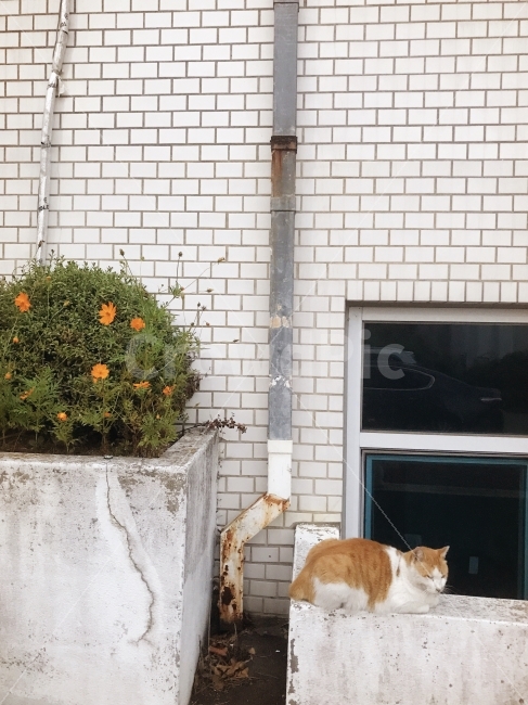 고양이,꽃,오후,나른함,야옹,대칭,동물,animal,포유류,mammal,고양이,cat,kitten,kitty