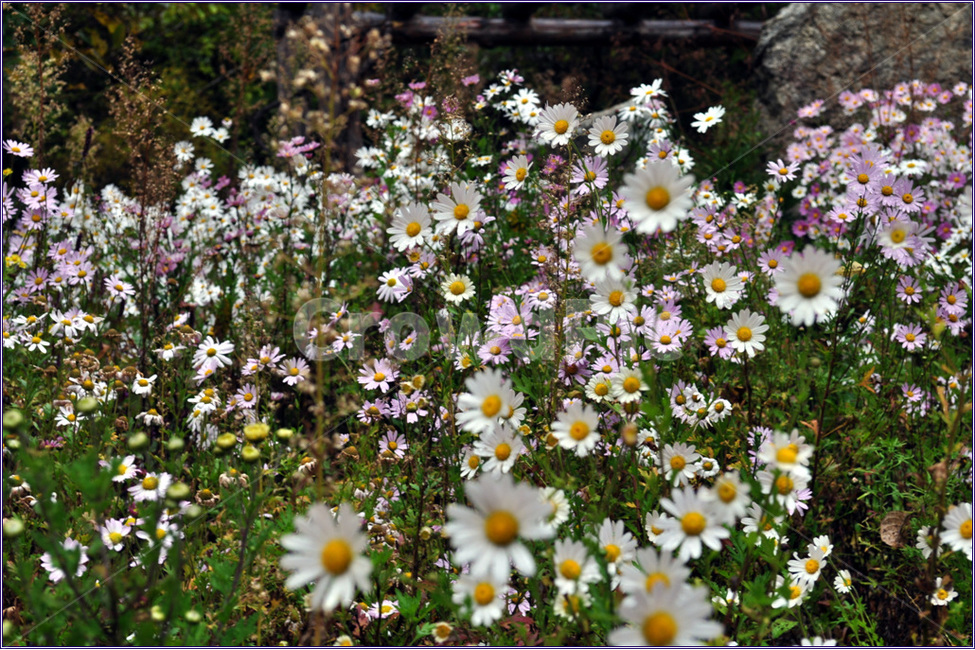 들국화,가을국화,야생화,들꽃,국화,식물,자연,plants,nature,꽃,flower