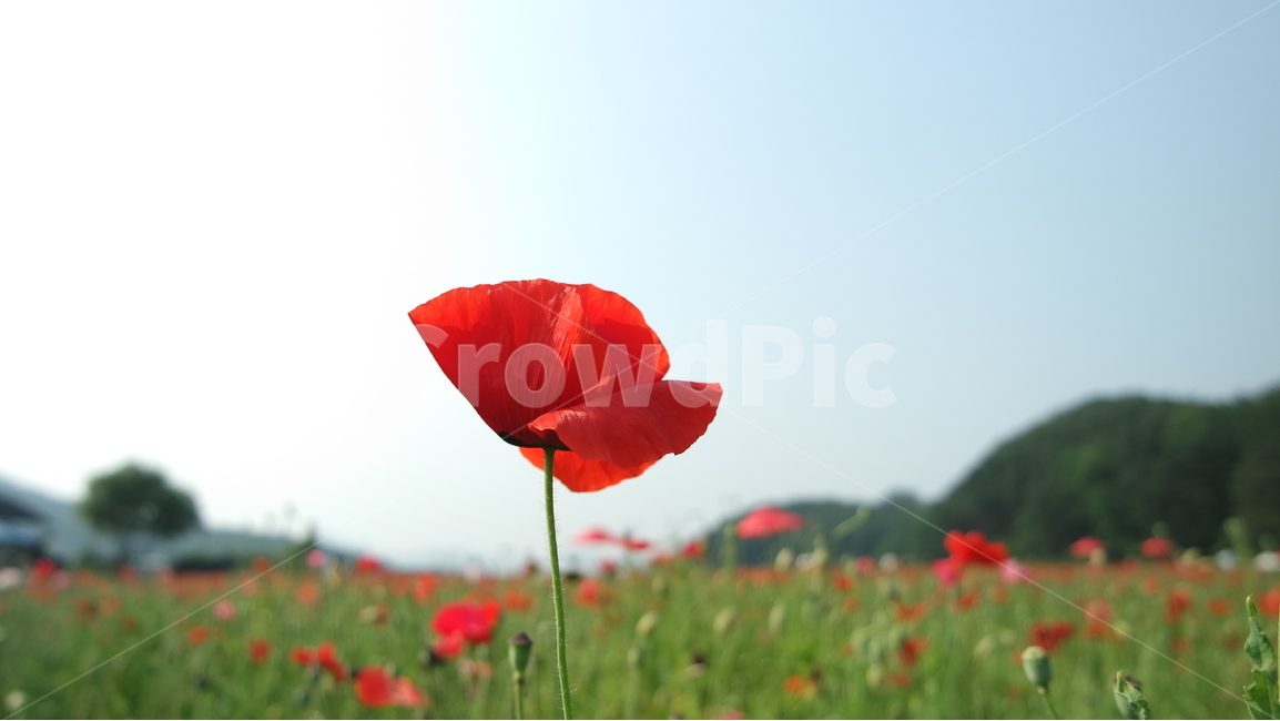 양귀비,양귀비꽃,꽃축제,꽃,꽃사진,식물,자연,plants,nature,꽃,flower