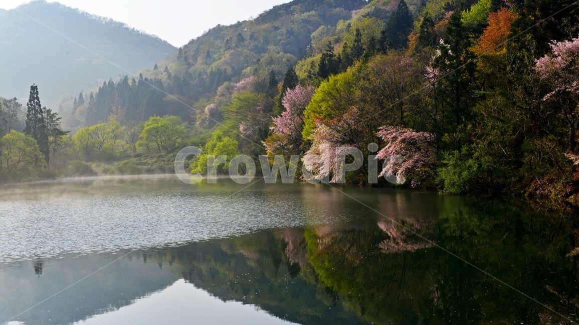 전남,화순,세량지,세량제,저수지,벚꽃,산벚꽃,봄,계절,반영,여명,아침,plant,식물,tree,나무,fir,전나무,nature,자연,outdoors,옥외,water,물,물안개,날씨,한국자연풍경,한국자연경관,korea nature landscape