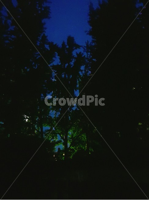 night,tree,나무,감성,배경,야경,밤,풍경,nightscape,night,landscape