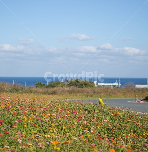 해바라기,꽃밭,하늘,구름,풍경,자연,풍경,nature,landscape,식물,plants,꽃,flower,field,들