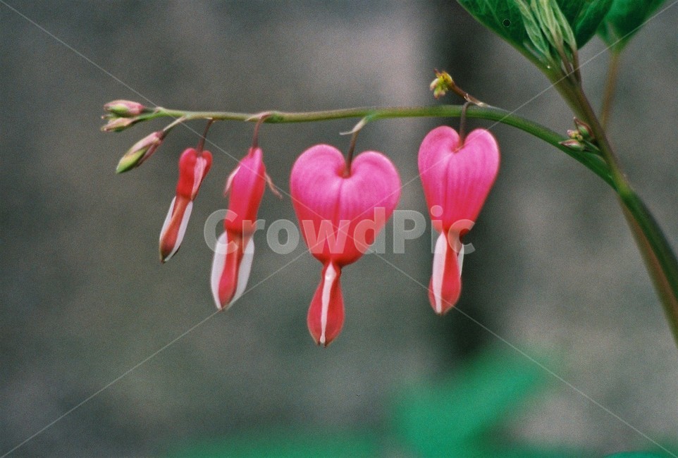 금낭화,식물,꽃,자연,dicentre,flower,nature,식물,자연,plants,nature,꽃,flower