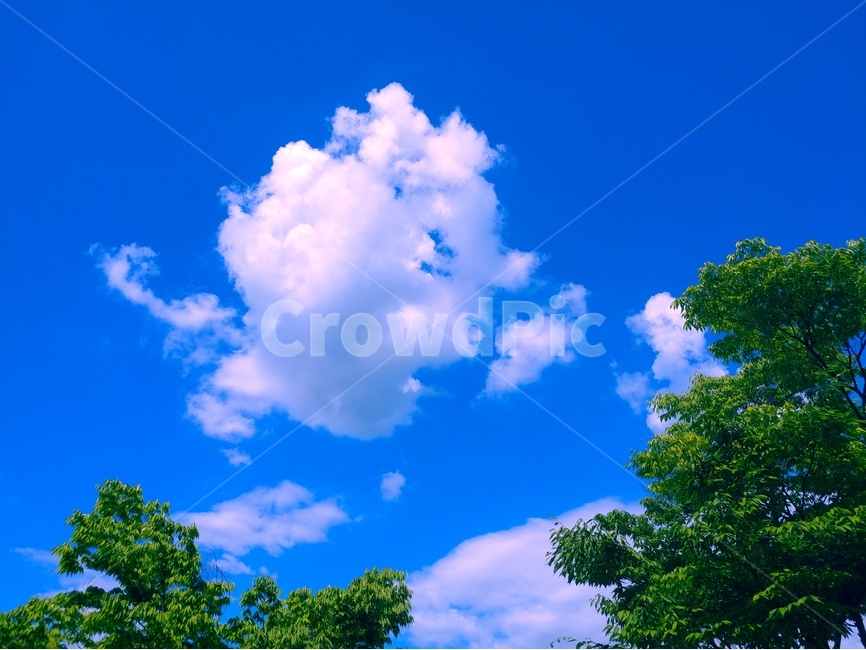하늘,뭉게구름,파란,무더위,여름,나무,흰구름,자연,풍경,nature,landscape,outdoors,옥외,weather,날씨,cloud,구름,cumulus,적운,sky
