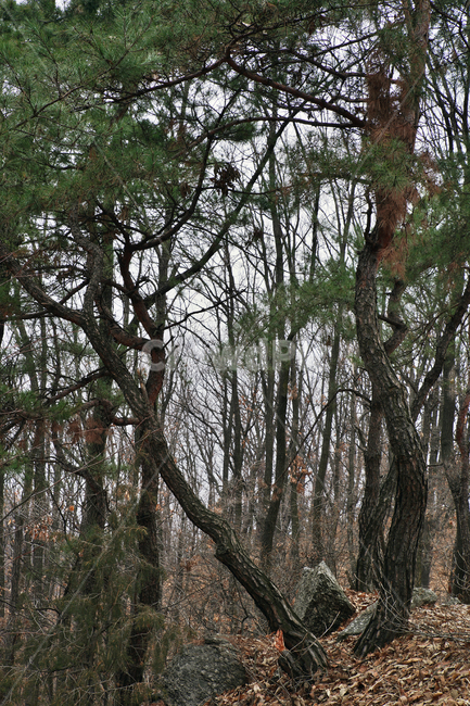 모락산,산,의왕시,자연,바위,나무,낙엽,계절,소나무,자연,풍경,nature,landscape