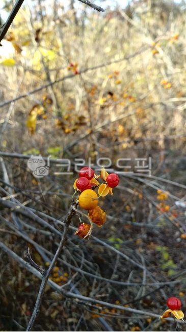 vine tree,Fruit,plant,tree,autumn,vine