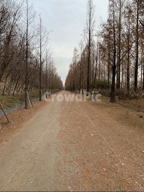 흙길,나무,감성,가을,자갈,식물,자연,plants,nature,나무,trees,wood