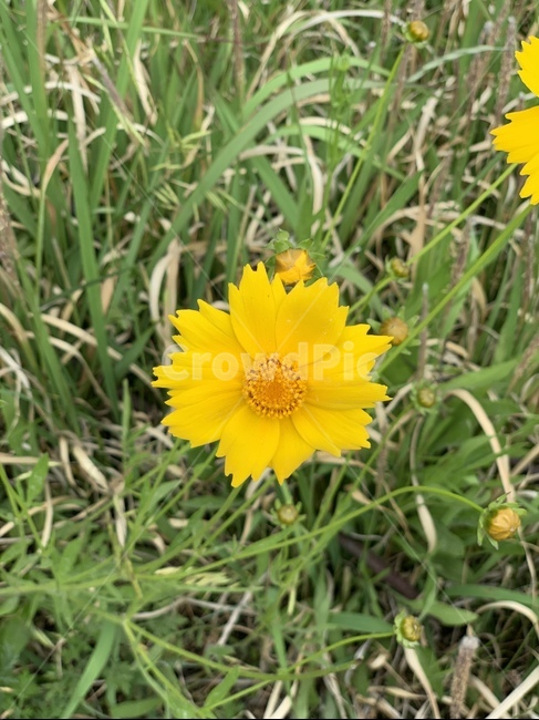 꽃,노란색,yellow,flower,초록색