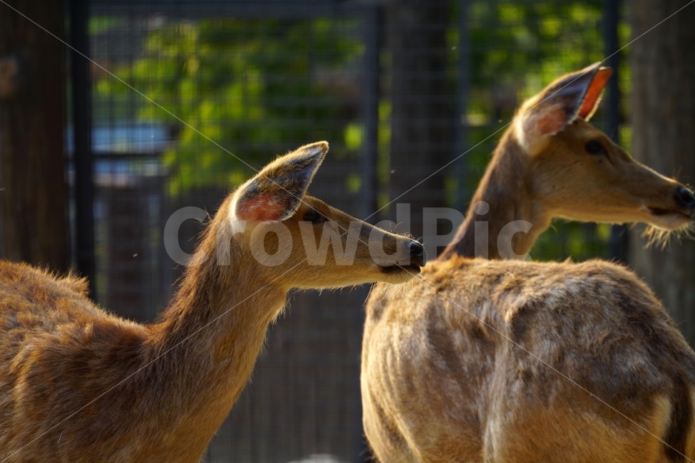사슴,동물,포유류,짐승,animal,deer,초식동물,자연,nature,생명,귀여운,귀엽다,귀엽게,표정,움직임,동물원,동물,animal,포유류,mammal