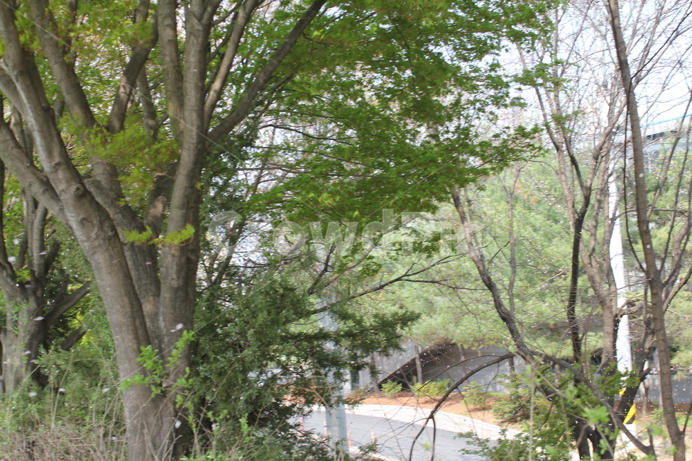자연,식물,풍경,경치,나무,식물,자연,plants,nature,나무,trees,wood