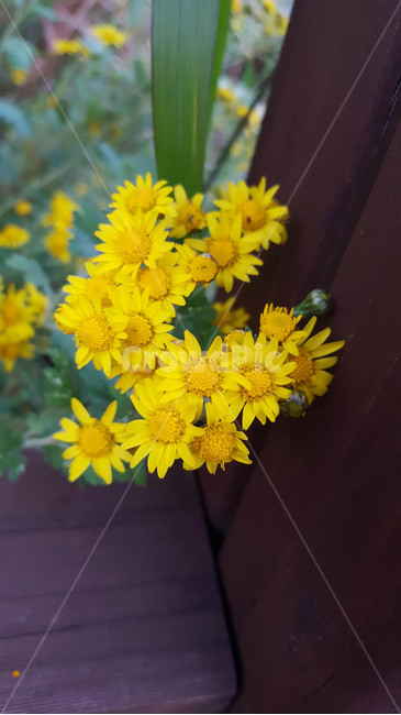 꽃,flower,근접,생화,야생화