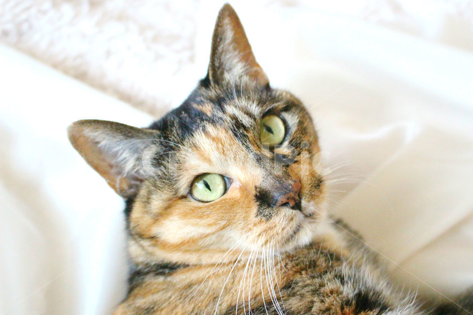 감성사진,고양이,반려동물,동물,감성,cat,반려묘,성묘,냥,animals,클로즈업,동물,animal,포유류,mammal,고양이,cat,kitten,kitty