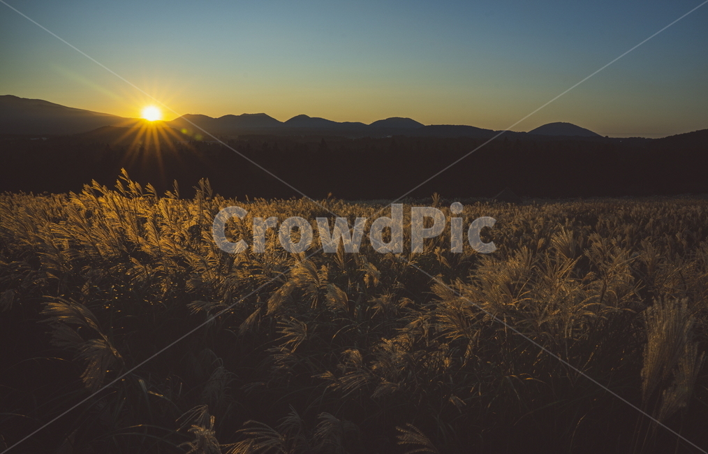 자연,노을,억새,갈대,일출,일몰,light,flare,빛,플레어,풍경,가을,노란하늘,배경사진,폰배경,가을,계절,fall,autumn,season,자연,풍경,nature,landscape