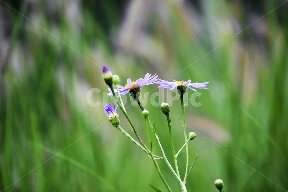 식물,들국화,가을,우아,단아,자연,식물,자연,plants,nature,꽃,flower