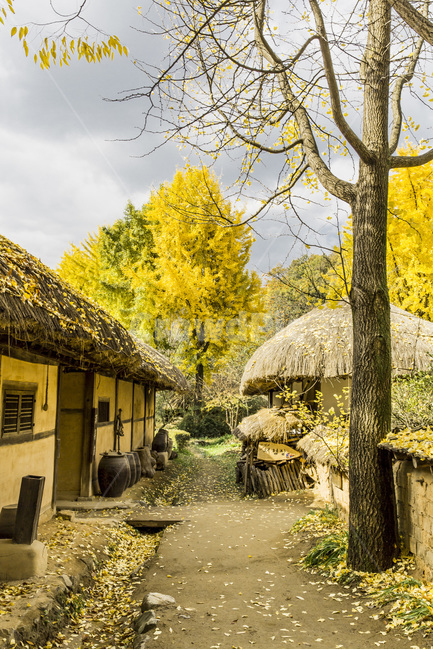 은행나무,초가집,초가지붕,단풍,낙엽,골목,가을,계절,fall,autumn,season,한국전통,한국문화,korean traditional,korean culture,nature,자연,outdoors,옥외,building,건물,hut,오두막,rural,농촌