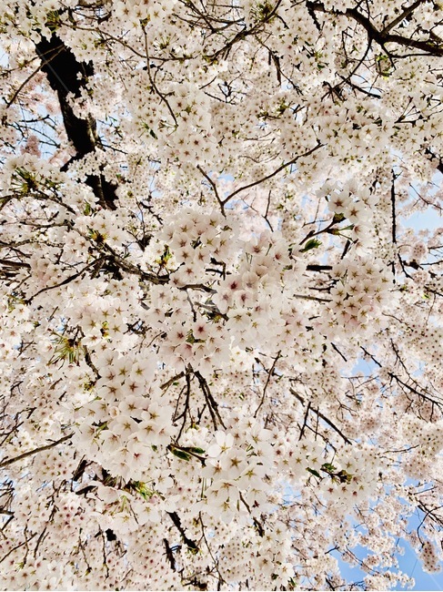 봄,spring,꽃,벚꽃,cherryflower,japanflower