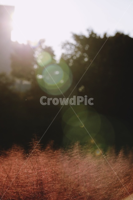 핑크뮬리,분홍,햇빛,플레어,pinkmuhlygrass,pink,sunlight,flare,가을,계절,fall,autumn,season,자연,풍경,nature,landscape,감성,sensible,feeling,휴식,힐링,rest,relaxation,healing,light,빛
