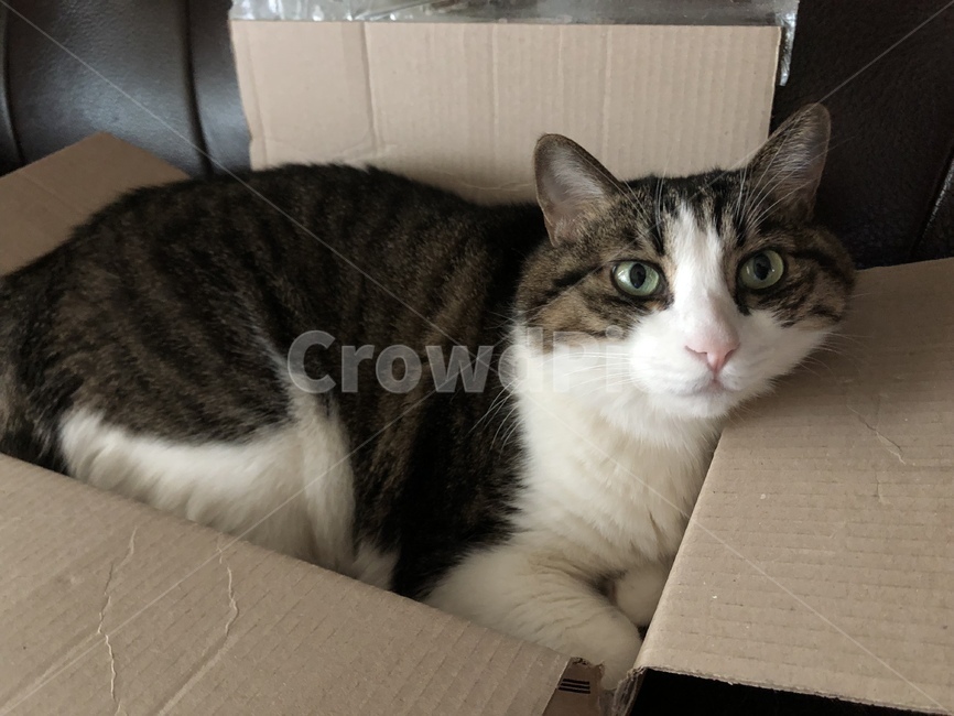 고양이,집고양이,cat,koreancat,코숏,동물,animal,포유류,mammal,고양이,cat,kitten,kitty