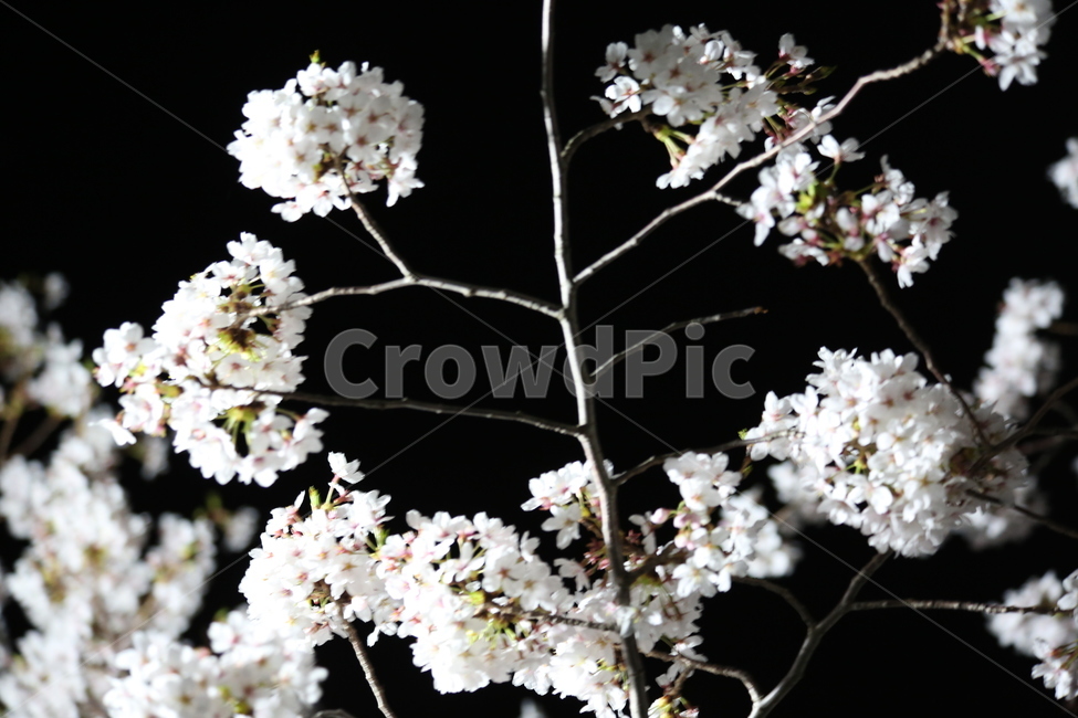 봄,야경,벚꽃,흰색,야간촬영,봄,계절,spring,season,식물,자연,plants,nature,꽃,flower,plant,blossom,cherry blossom