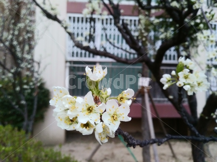 봎,봄꽃,홍자두꽃,자두꽃,흰색,백색,나무,나뭇가지,근접촬영,식물,white,spring,flower,tree,branch,botany,식물,자연,plants,nature,꽃,flower