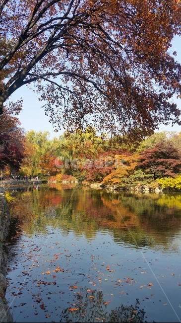 가을,나뭇잎,호수,나무,경치,풍경,자연