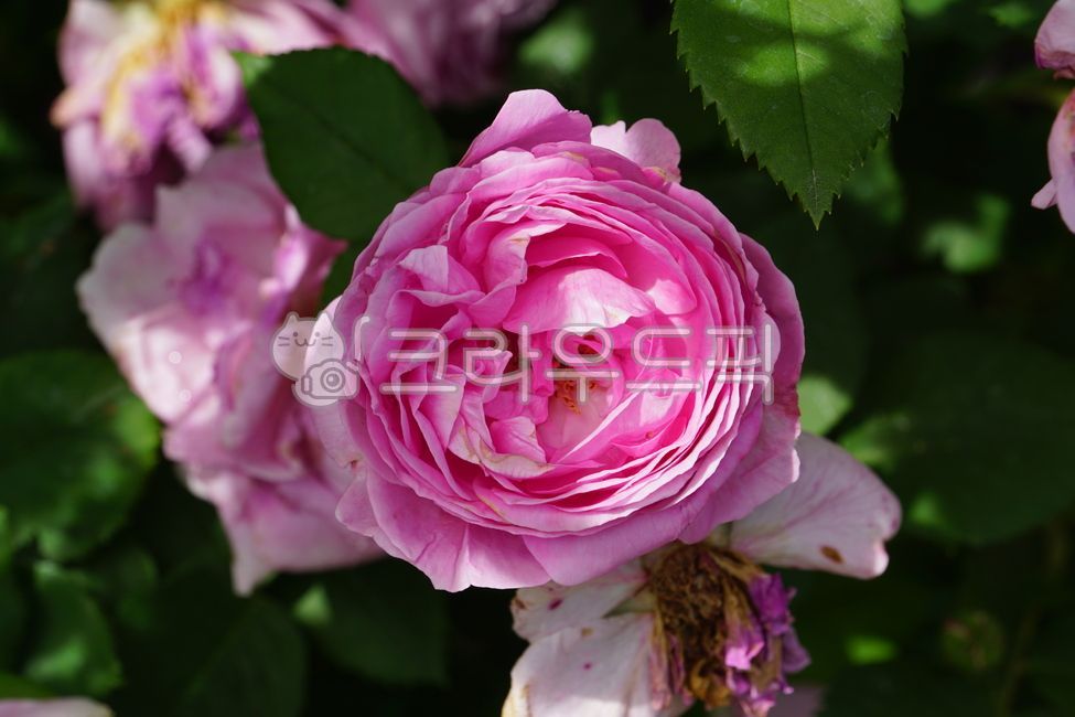 장미,장미꽃,꽃,꽃잎,식물,장미축제,장미공원,공원,자연,들장미,5월,봄,봄꽃,초여름,flower,rose,petal