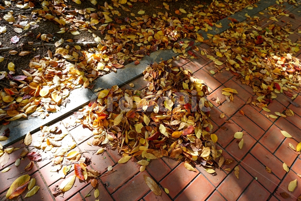 가을,단풍,나뭇잎,낙엽,자연,가을,계절,fall,autumn,season,plant,식물,leaf,잎
