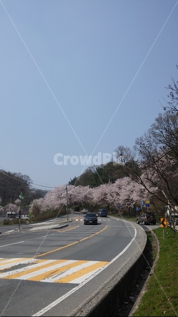 road,도로,asphalt,아스팔트,tree,나무,plant,식물,treetrunk,나무줄기,벚꽃,벚꽃나무,보문산,산길,벚꽃도로,봄꽃,벚꽃하늘,하늘,꽃구경