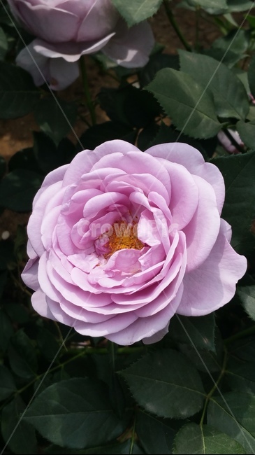 꽃,자연,계절,플라워,아름다움,색감,개화,flower,식물,자연,plants,nature,꽃,flower