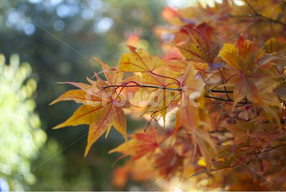 단풍,가을,maple,단풍놀이,autumn,colorful,fall,mapleleaf,가을,계절,fall,autumn,season,식물,자연,plants,nature