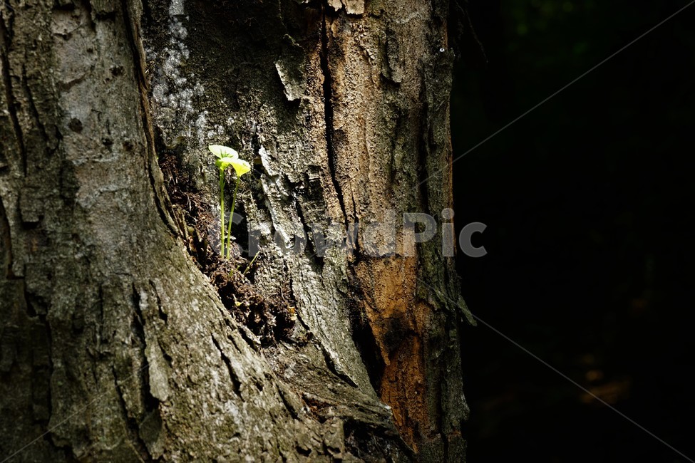 나무,버섯,숲,싹,자연,그늘,숲그늘,bud,mashroom,forest,tree,식물,자연,plants,nature