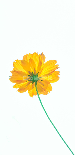 식물,꽃,자연,노랑,접사,식물,자연,plants,nature,꽃,flower,누끼,remove background