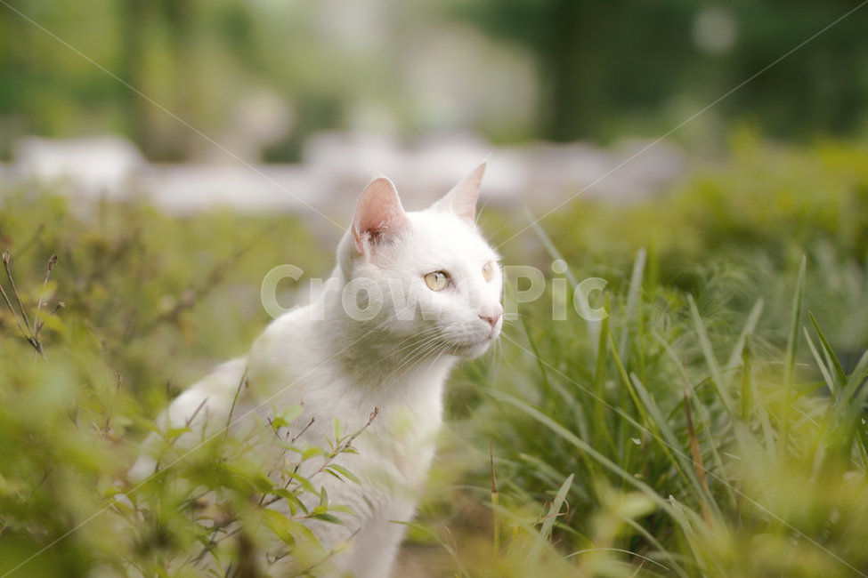 숲속,고양이,숲속고양이,하얀고양이,자연풍경,forest,cat,forestcat,whitecat,naturalscenery,동물,animal,포유류,mammal,고양이,cat,kitten,kitty