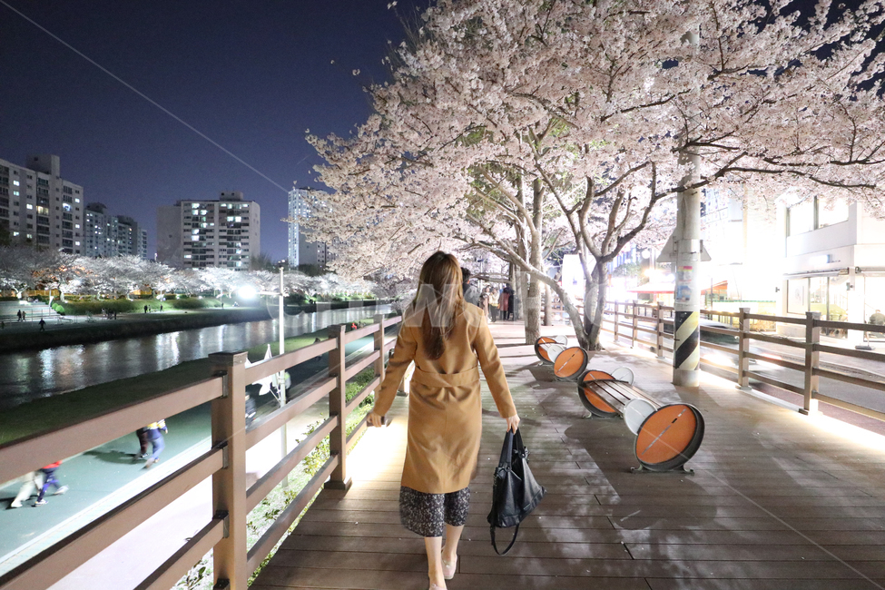 벚꽃놀이,벚꽃축제,꽃축제,데이트,여자친구,뒷모습,야경,온천천,온천천데이트,벚꽃,나무,꽃,자연,사람들,한국,행사,축제,식물,핑크색,봄,4월,3월