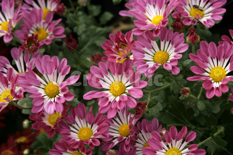 국화,꽃,가을,flower,식물,식물,자연,plants,nature,꽃,flower