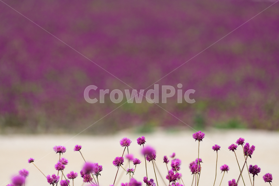 천일홍,꽃,천일홍축제,꽃밭,식물,식물,자연,plants,nature,꽃,flower