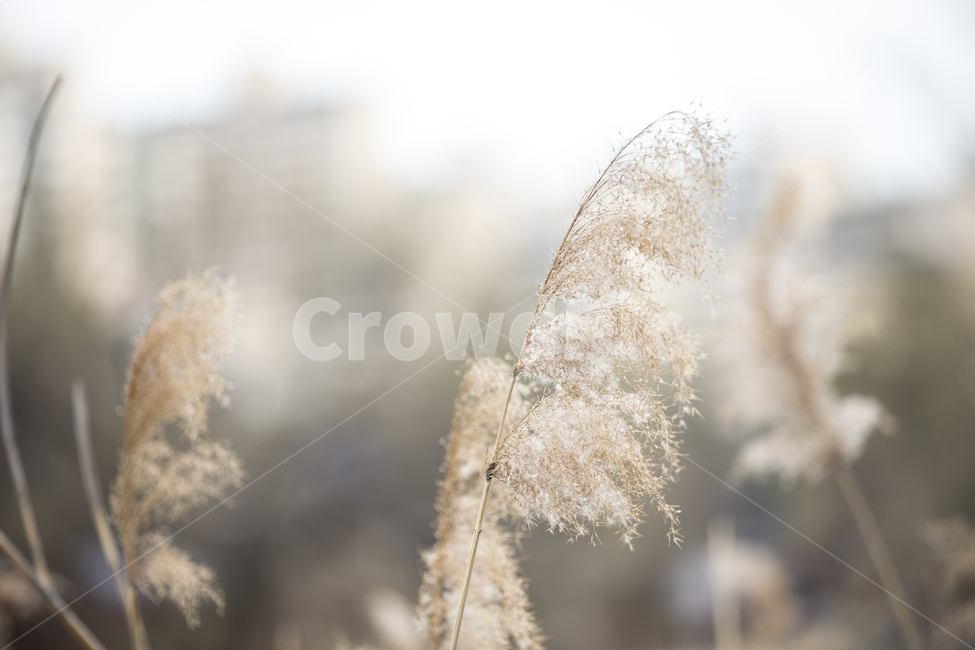 갈대,갈대밭,reed,하천,냇가,가을,억새,억새풀,공원,가든,garden,stream,flamegrass,silvergrass,가을,계절,fall,autumn,season,식물,자연,plants,nature,plant,grass,잔디,lawn