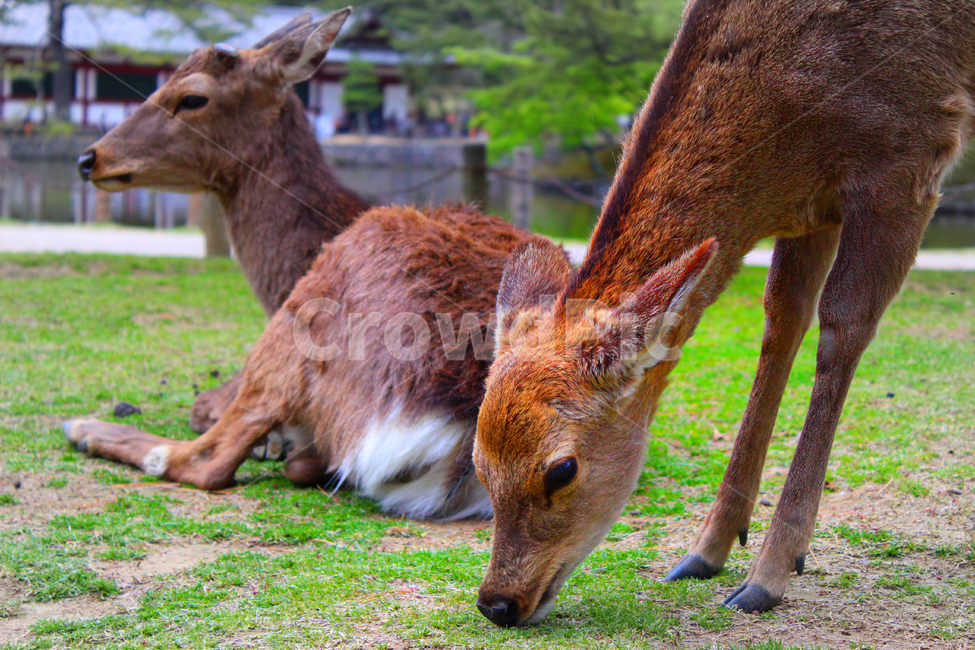 deer,deers,Nara Park,animal,baby deer,fawn,narapark