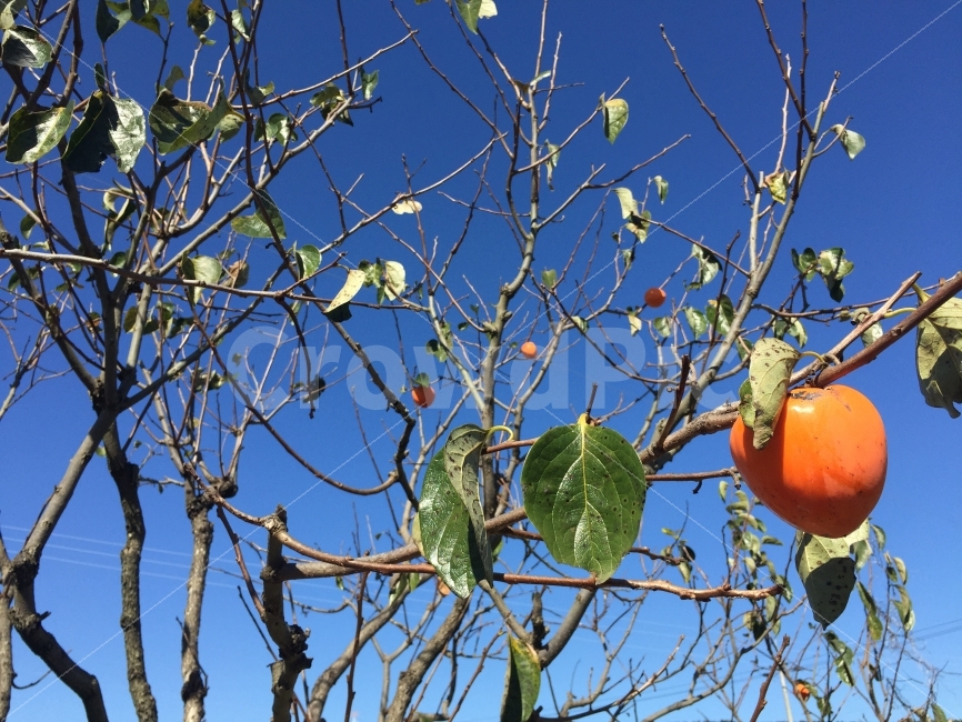 가을,천고마비,하늘,단감,감나무,자연,풍요,가을,계절,fall,autumn,season,음식,식재료,요리,food,cook,meal,dishes,food reserves,과일,열매,fruit,plant,식물
