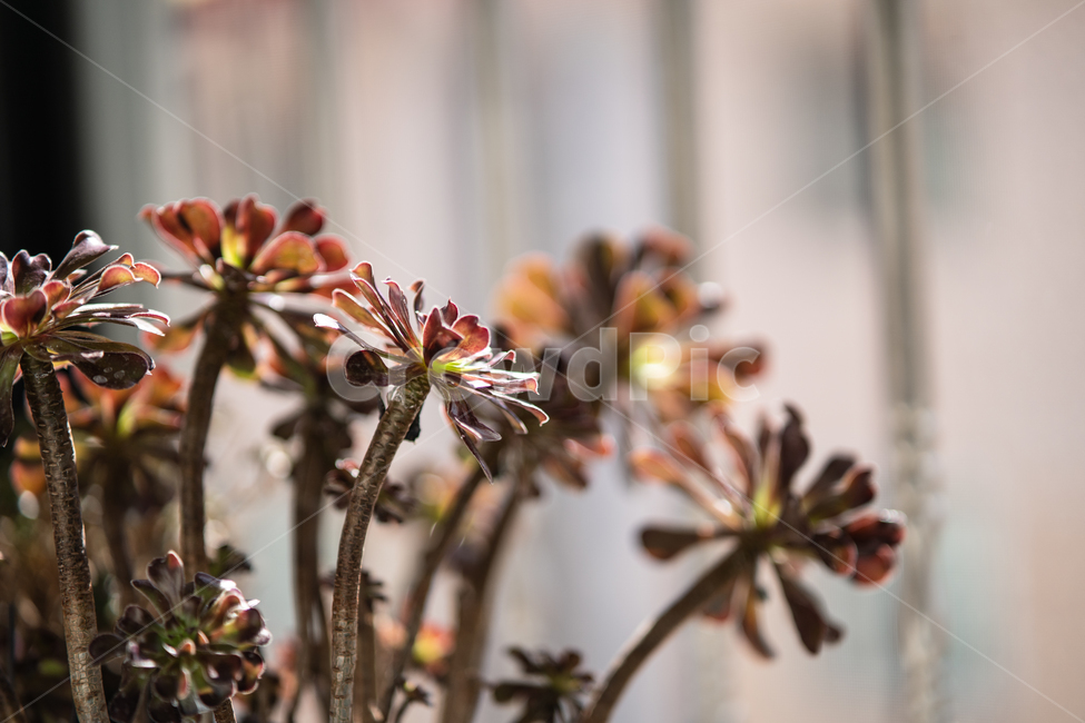 다육이,식물,다육식물,botanical,plant,식물,자연,plants,nature,실내용화초,화분,화초,house plant