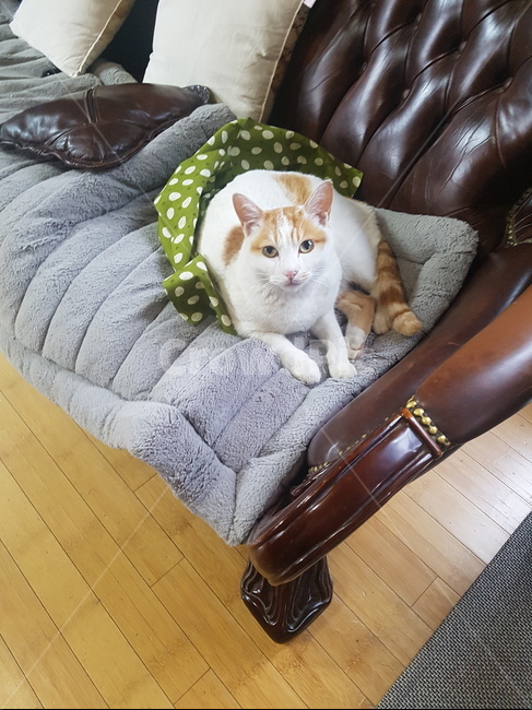 고양이,cat,치즈태비,소파,반려동물