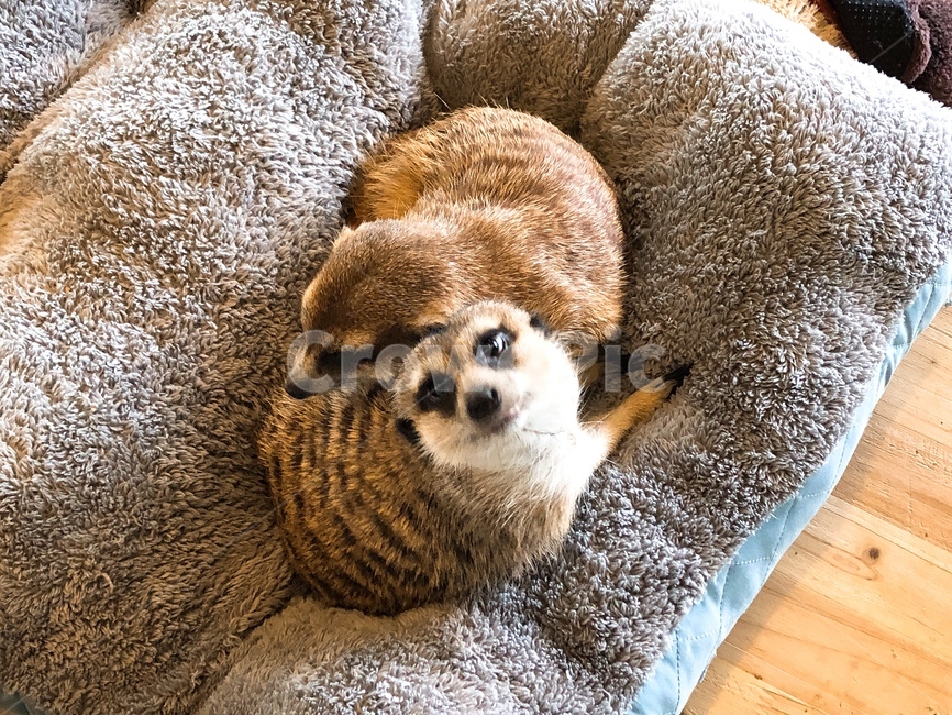 동물,미어캣,반려동물,귀여운,카페,meerkat,cafe,cute