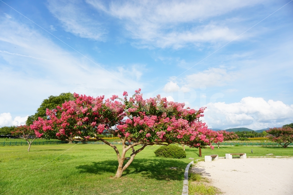 가울,여행,배롱나무,감성,감성사진,자연,풍경,nature,landscape,plant,식물,grass,잔디