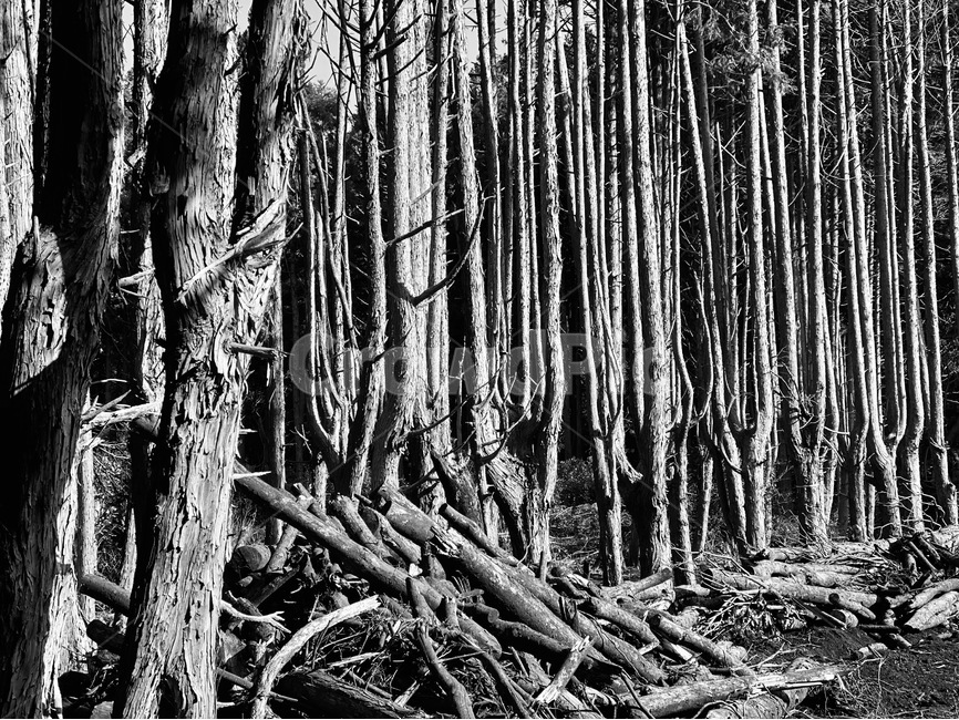 식물,plant,root,뿌리,흑백,나무,tree