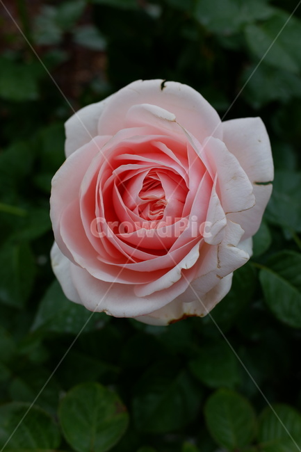 분홍장미,rose,pink,분홍,핑크,꽃,장미