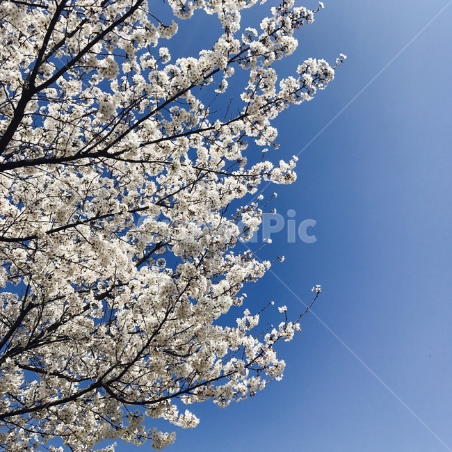 벚꽃,하늘,흰색,파란색,봄,꽃,blossom,flower,sky,spring,봄,계절,spring,season